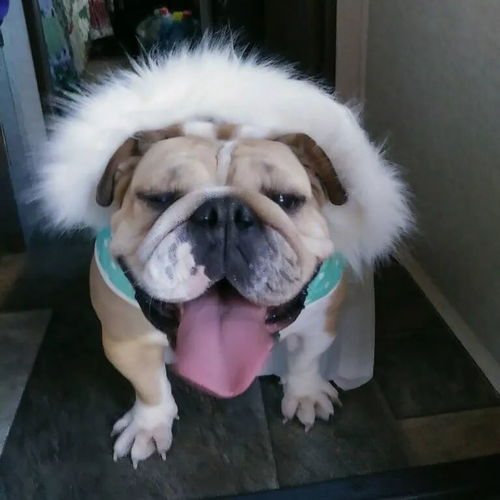 當法斗和英斗都穿上裙子,一個是公主 另一個是主公